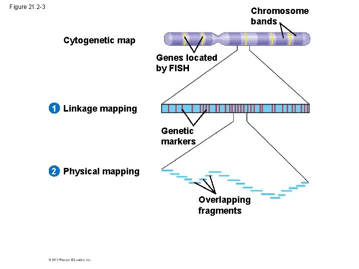 Figure 21. 2 -3 Chromosome bands Cytogenetic map Genes located by FISH 1 Linkage