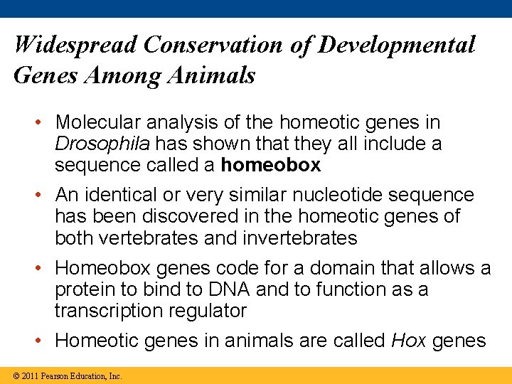 Widespread Conservation of Developmental Genes Among Animals • Molecular analysis of the homeotic genes