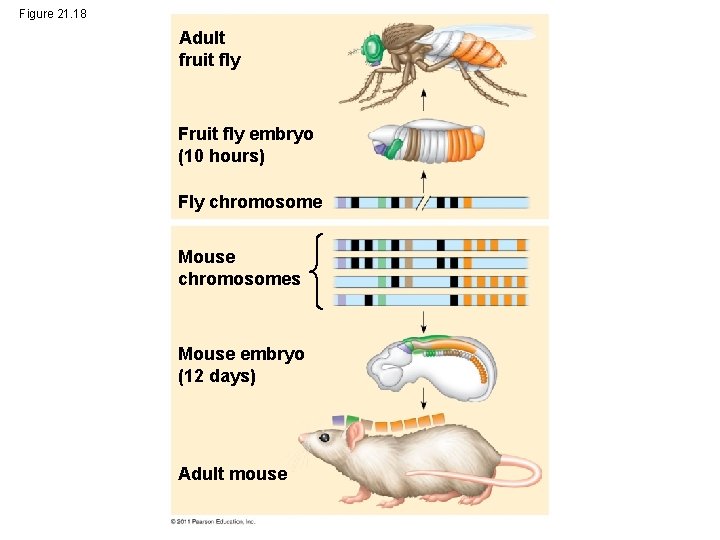 Figure 21. 18 Adult fruit fly Fruit fly embryo (10 hours) Fly chromosome Mouse