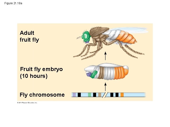 Figure 21. 18 a Adult fruit fly Fruit fly embryo (10 hours) Fly chromosome