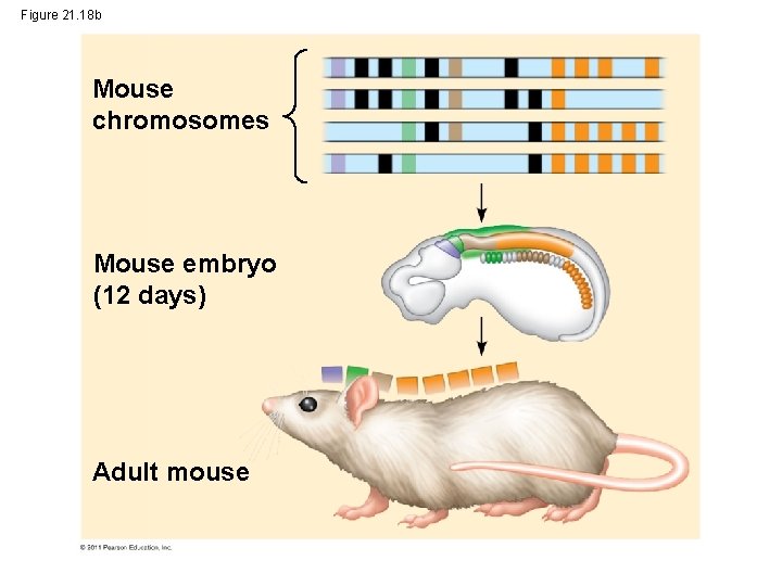 Figure 21. 18 b Mouse chromosomes Mouse embryo (12 days) Adult mouse 