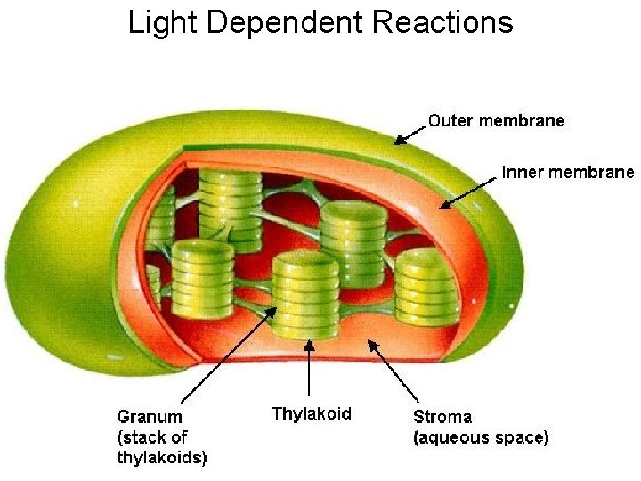 Light Dependent Reactions 