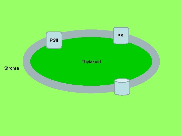 Light Dependent Reactions PSII thylakoid Thylakoid Stroma thylakoid Granum 