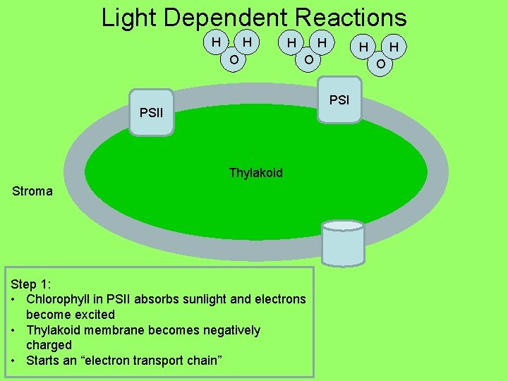 Light Dependent Reactions H H O H H H O O PSI ee e
