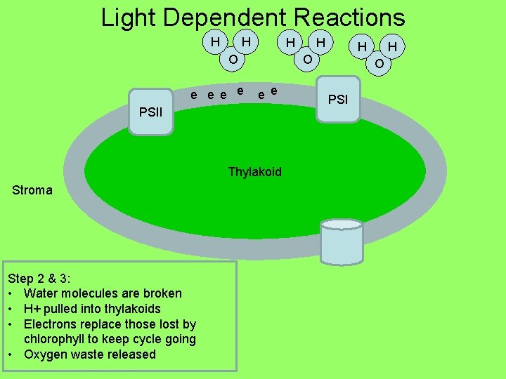 Light Dependent Reactions e. H e H O e e e Thylakoid Step 2
