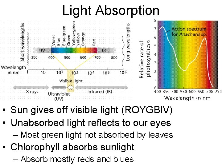 Light Absorption • Sun gives off visible light (ROYGBIV) • Unabsorbed light reflects to