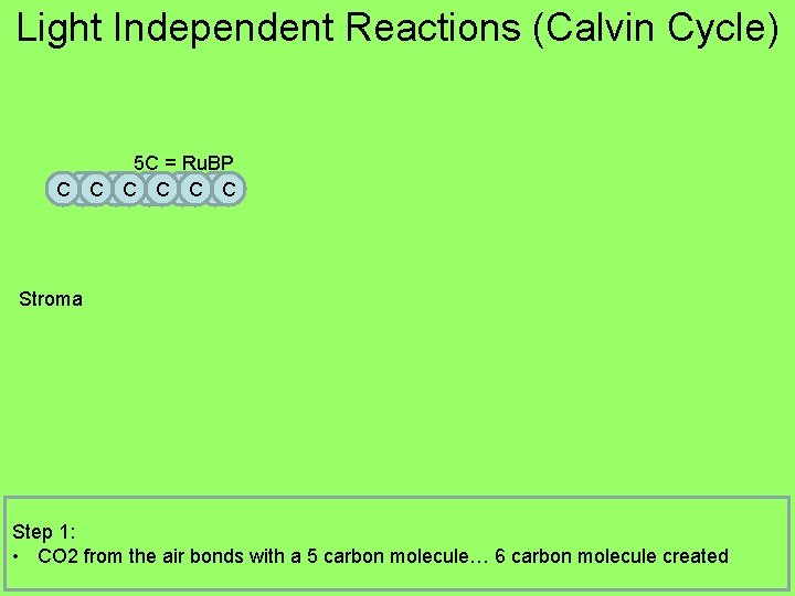 Light Independent Reactions (Calvin Cycle) 5 C = Ru. BP C CC CC CC