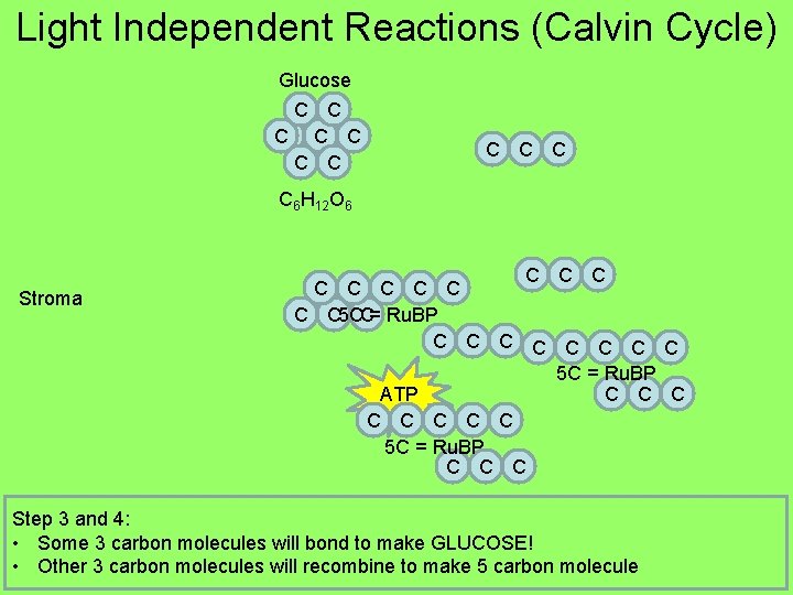 Light Independent Reactions (Calvin Cycle) Glucose C C C 6 H 12 O 6