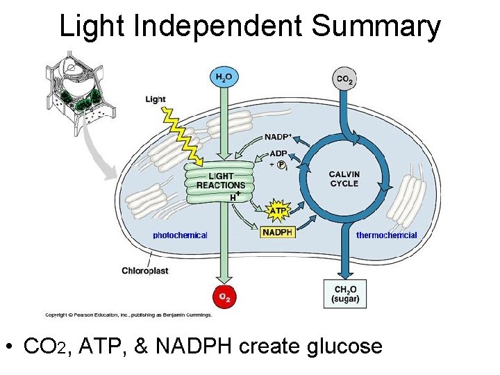 Light Independent Summary • CO 2, ATP, & NADPH create glucose 