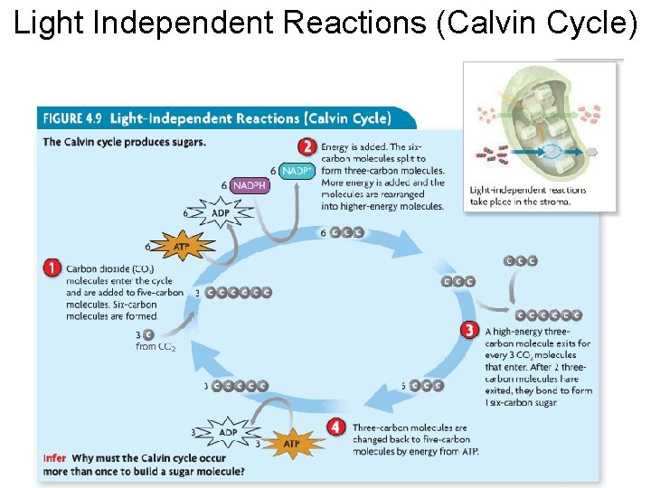 Light Independent Reactions (Calvin Cycle) 