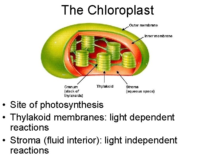 The Chloroplast • Site of photosynthesis • Thylakoid membranes: light dependent reactions • Stroma