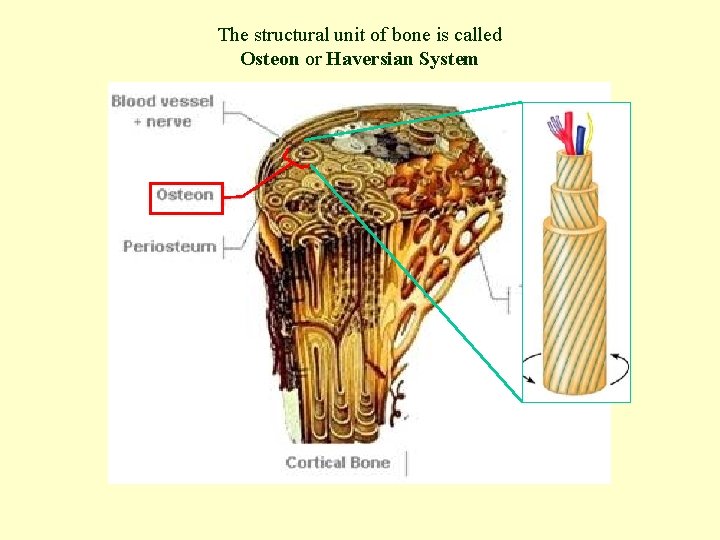 The structural unit of bone is called Osteon or Haversian System 