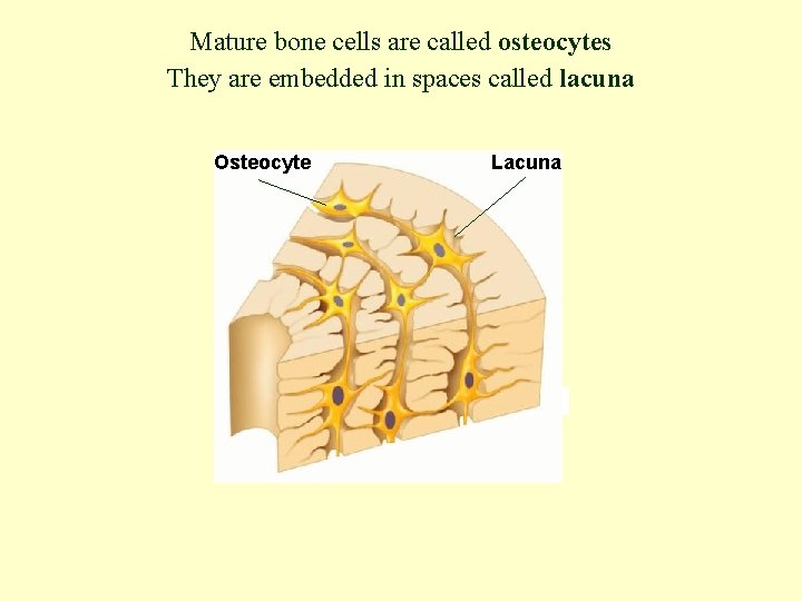 Mature bone cells are called osteocytes They are embedded in spaces called lacuna Osteocyte
