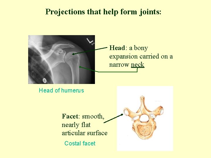Projections that help form joints: Head: a bony expansion carried on a narrow neck