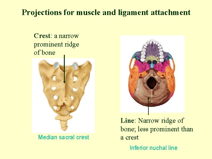 Projections for muscle and ligament attachment Crest: a narrow prominent ridge of bone Median