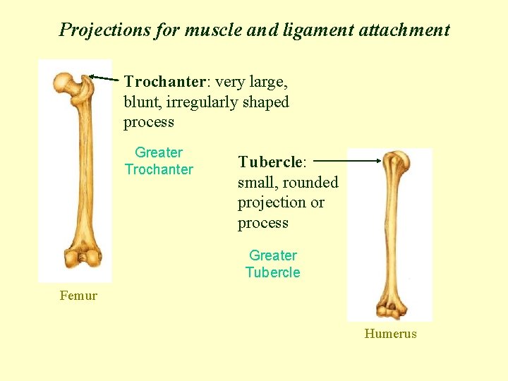 Projections for muscle and ligament attachment Trochanter: very large, blunt, irregularly shaped process Greater