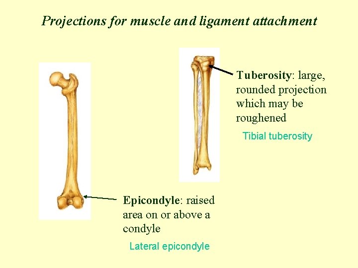 Projections for muscle and ligament attachment Tuberosity: large, rounded projection which may be roughened