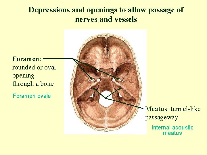 Depressions and openings to allow passage of nerves and vessels Foramen: rounded or oval