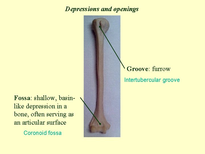 Depressions and openings Groove: furrow Intertubercular groove Fossa: shallow, basinlike depression in a bone,