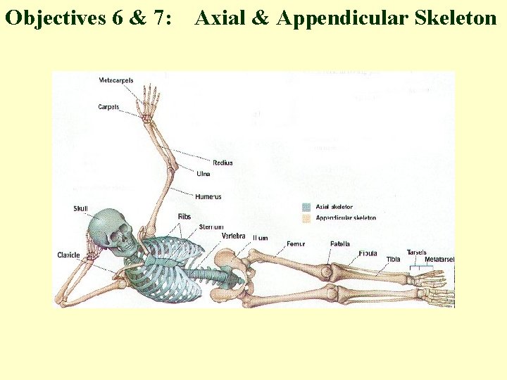 Objectives 6 & 7: Axial & Appendicular Skeleton 