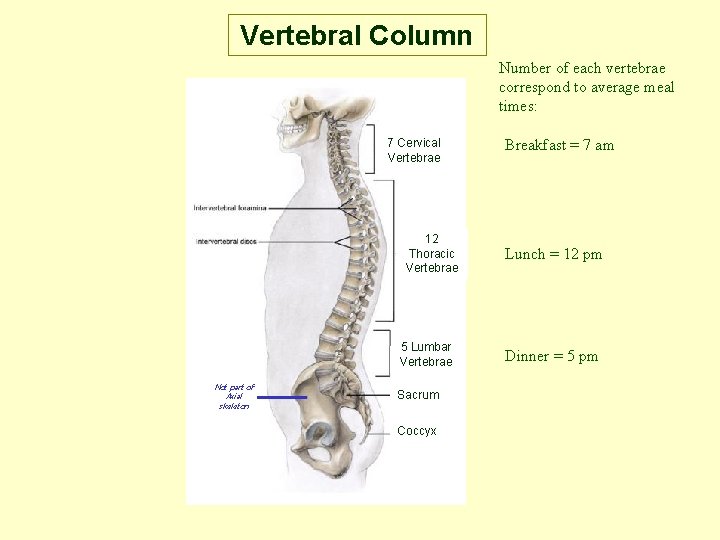 Vertebral Column Number of each vertebrae correspond to average meal times: 7 Cervical Vertebrae