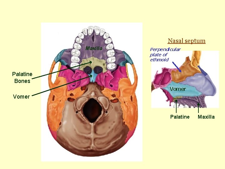 Nasal septum Maxilla Perpendicular plate of ethmoid Palatine Bones Vomer Palatine Maxilla 