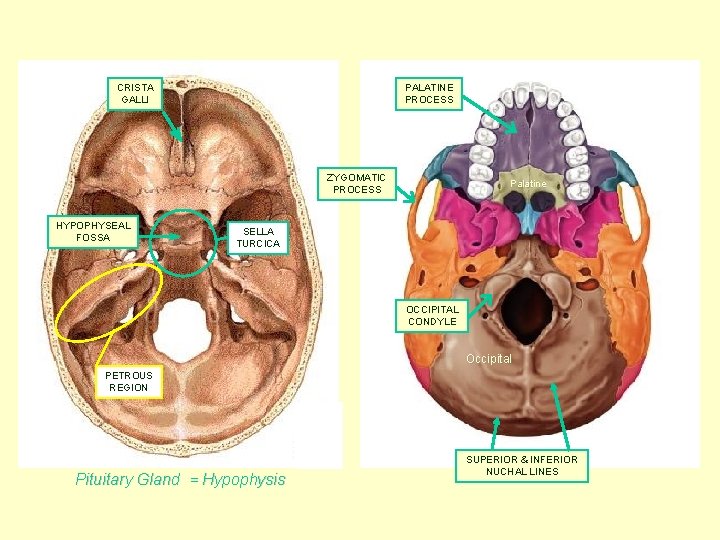 CRISTA GALLI PALATINE PROCESS ZYGOMATIC PROCESS HYPOPHYSEAL FOSSA Palatine SELLA TURCICA OCCIPITAL CONDYLE Occipital