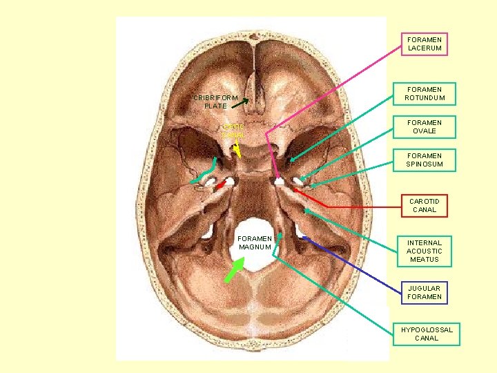 FORAMEN LACERUM CRIBRIFORM PLATE OPTIC CANAL FORAMEN ROTUNDUM FORAMEN OVALE FORAMEN SPINOSUM CAROTID CANAL