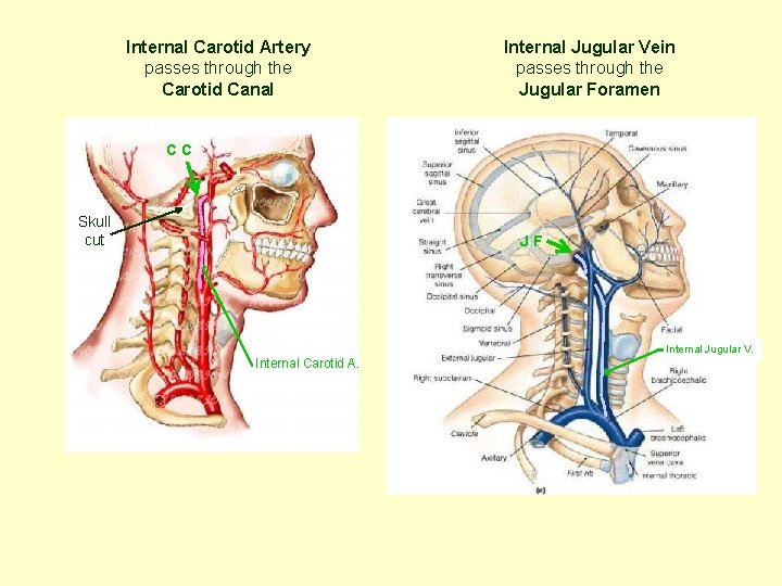 Internal Carotid Artery passes through the Carotid Canal Internal Jugular Vein passes through the