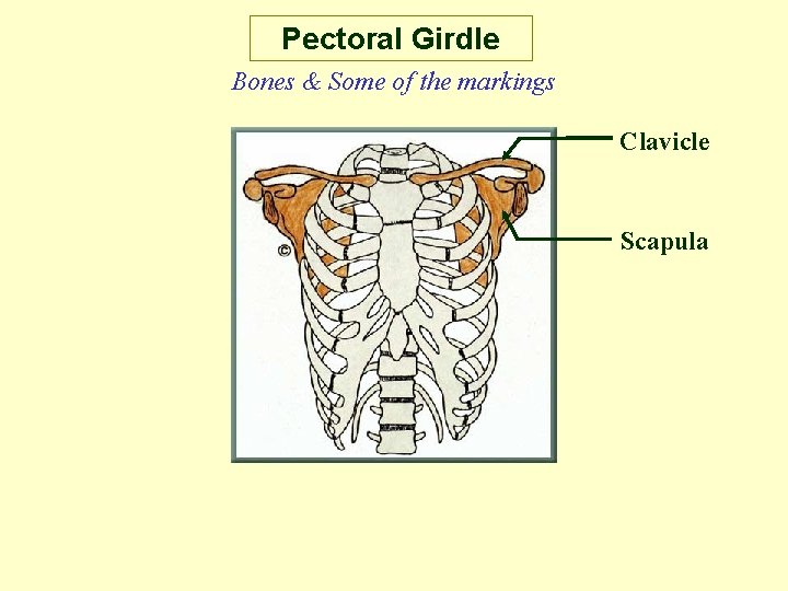 Pectoral Girdle Bones & Some of the markings Clavicle Scapula 