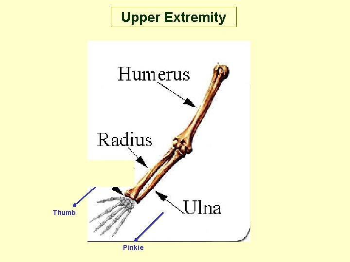 Upper Extremity Thumb Pinkie 