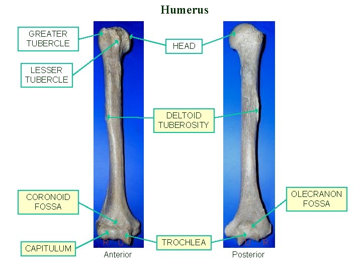 Humerus GREATER TUBERCLE HEAD LESSER TUBERCLE DELTOID TUBEROSITY OLECRANON FOSSA CORONOID FOSSA CAPITULUM R