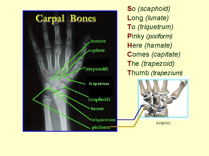 So (scaphoid) Long (lunate) To (triquetrum) Pinky (pisiform) Here (hamate) Comes (capitate) The (trapezoid)