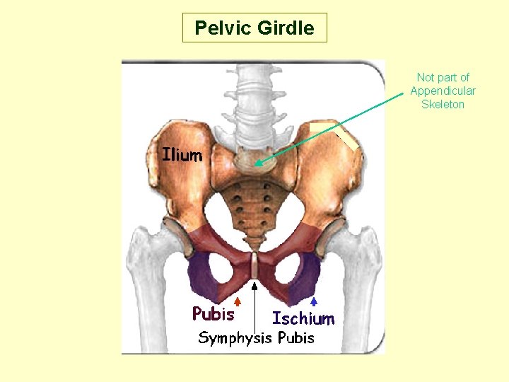Pelvic Girdle Not part of Appendicular Skeleton 