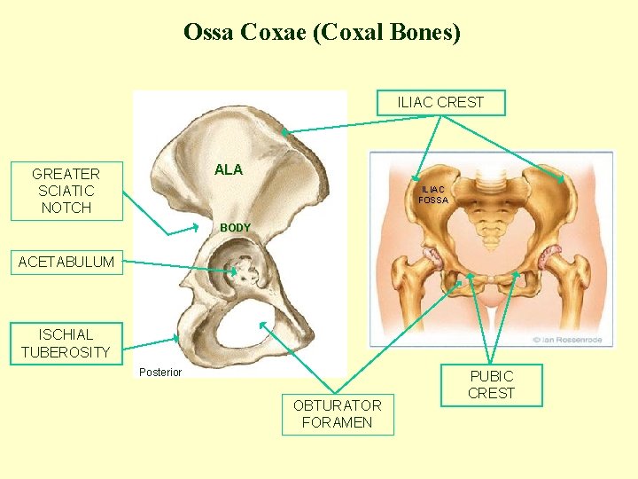 Ossa Coxae (Coxal Bones) ILIAC CREST ALA GREATER SCIATIC NOTCH ILIAC FOSSA BODY ACETABULUM