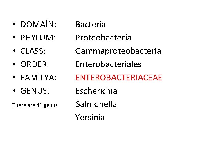 • • • DOMAİN: PHYLUM: CLASS: ORDER: FAMİLYA: GENUS: There are 41 genus • • • DOMAİN: PHYLUM: CLASS: ORDER: FAMİLYA: GENUS: There are 41 genus