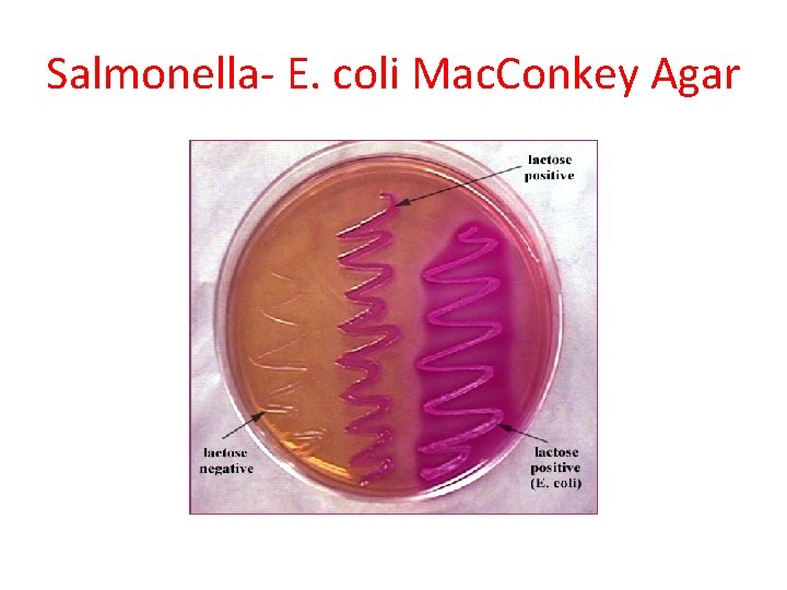 Salmonella- E. coli Mac. Conkey Agar 