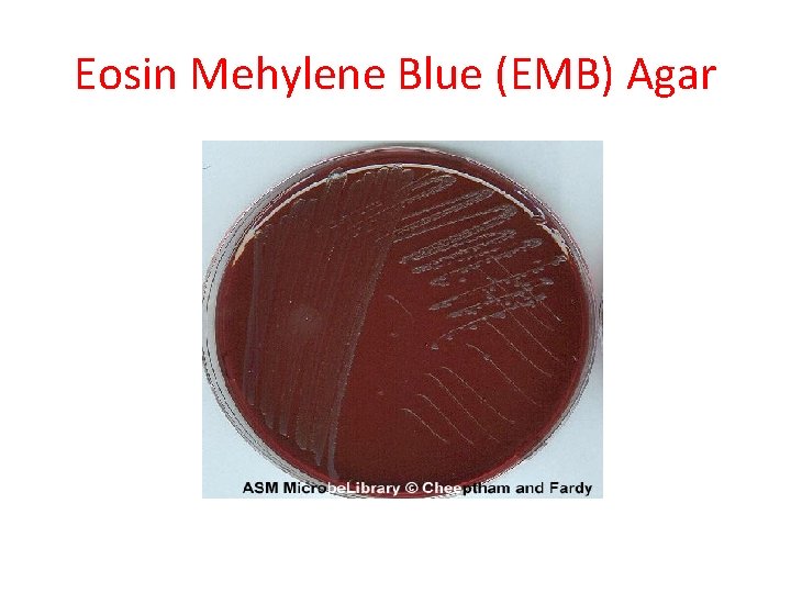 Eosin Mehylene Blue (EMB) Agar 