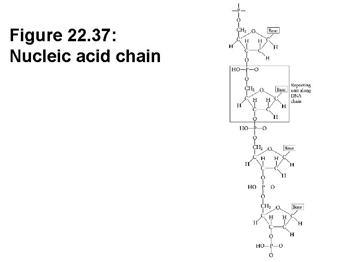 Figure 22. 37: Nucleic acid chain 