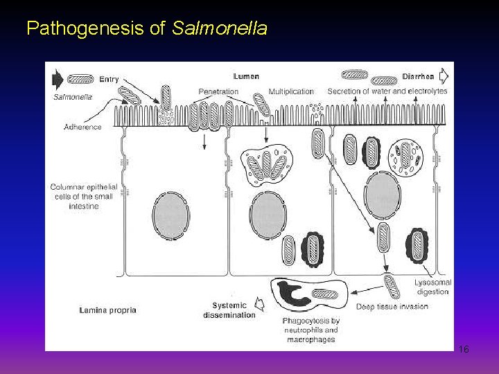 Pathogenesis of Salmonella 16 