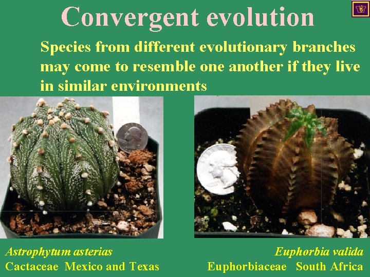 Convergent evolution Species from different evolutionary branches may come to resemble one another if