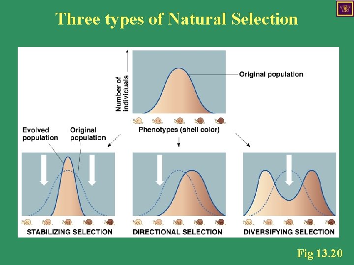 Three types of Natural Selection Fig 13. 20 