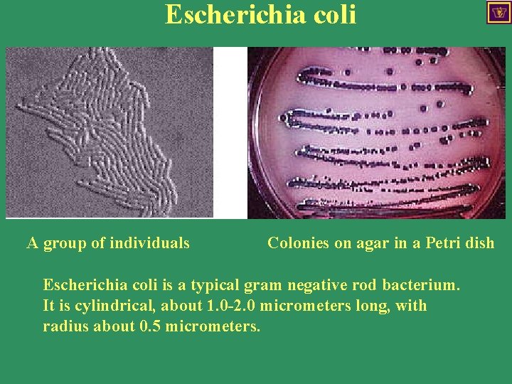 Escherichia coli A group of individuals Colonies on agar in a Petri dish Escherichia