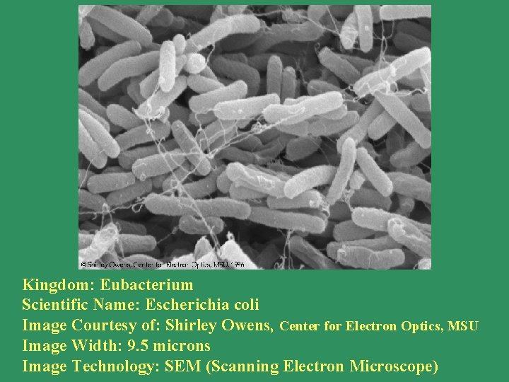 SEM picture Kingdom: Eubacterium Scientific Name: Escherichia coli Image Courtesy of: Shirley Owens, Center