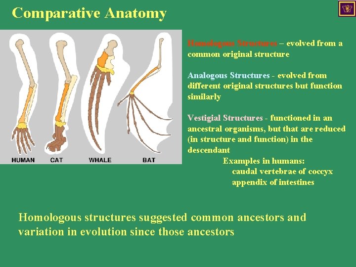 Comparative Anatomy Homologous Structures – evolved from a common original structure Analogous Structures -