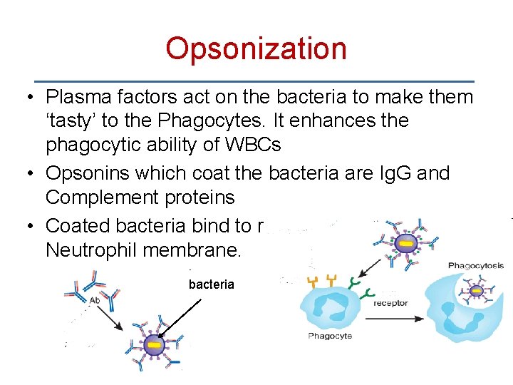 Opsonization • Plasma factors act on the bacteria to make them ‘tasty’ to the