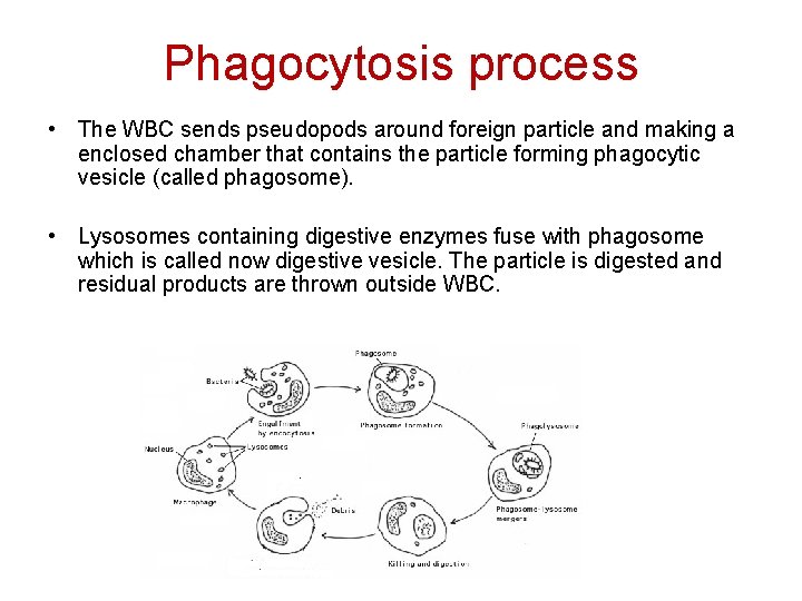 Phagocytosis process • The WBC sends pseudopods around foreign particle and making a enclosed