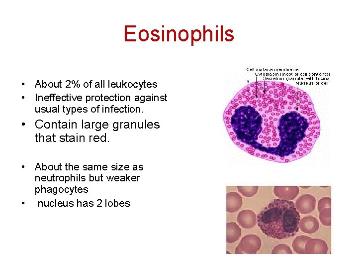 Eosinophils • About 2% of all leukocytes • Ineffective protection against usual types of