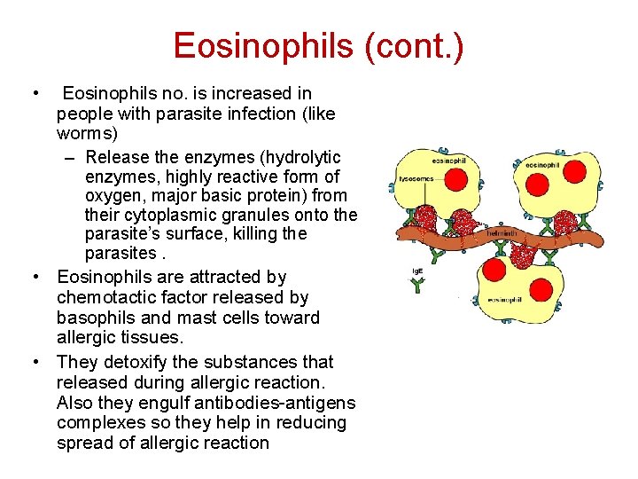 Eosinophils (cont. ) • Eosinophils no. is increased in people with parasite infection (like