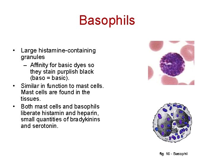 Basophils • Large histamine-containing granules – Affinity for basic dyes so they stain purplish